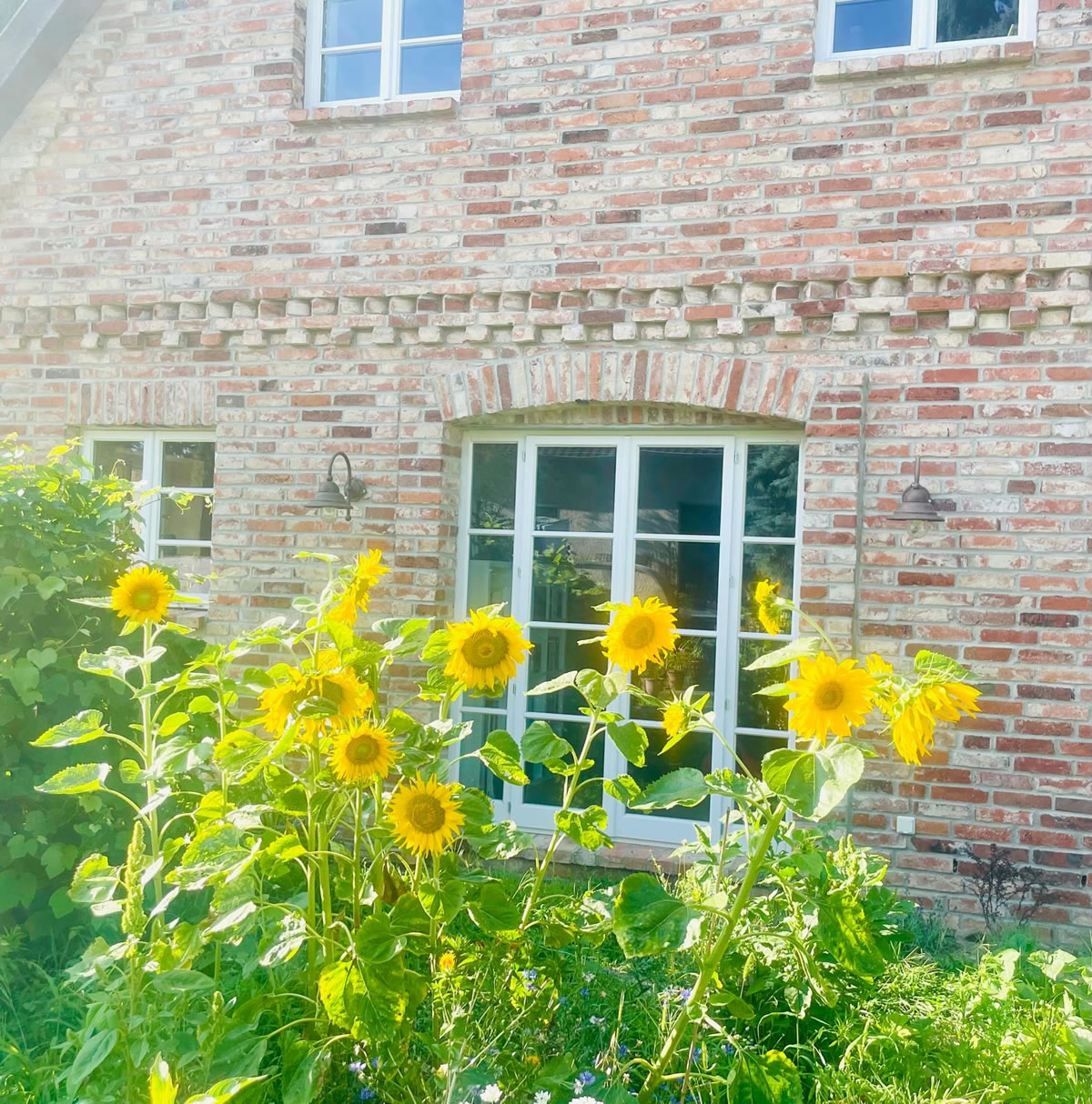 Der Charme der Klinkerfassade des englischen Cottages wird durch die Sonnenblumen unterstrichen - Englische Cottages aus Celle - Bauunternehmen Alan Berry